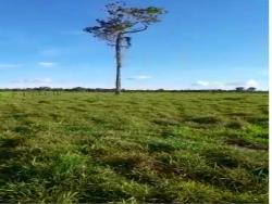 #FA0024 - Fazenda para Venda em Brasnorte - MT