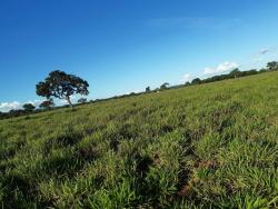 #FA0029 - Fazenda para Venda em Nobres - MT